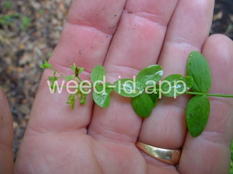 St. John's-wort, dwarf